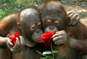 monkey_exchange_roses